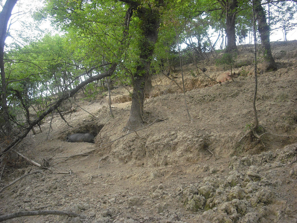 Agriturismo Biologico Villa Rosa Monte Guiduccio Kültér fotó