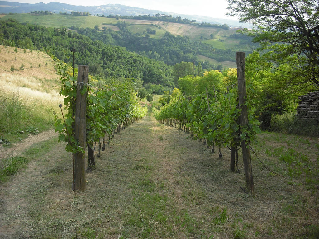 Agriturismo Biologico Villa Rosa Monte Guiduccio Kültér fotó